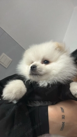 caine pomeranian - imagine 5