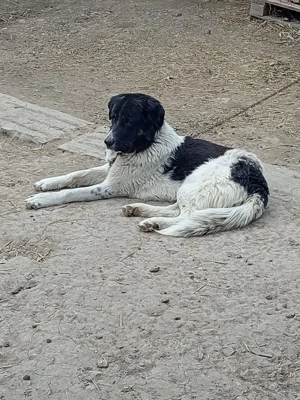 Vând sau schimb - imagine 3