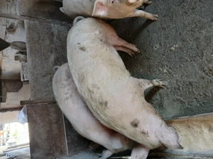 vînd porci - imagine 3