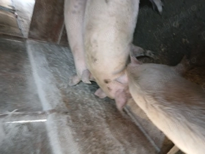 vînd porci - imagine 2