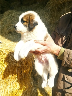 căței Ciobanesc mioritic 