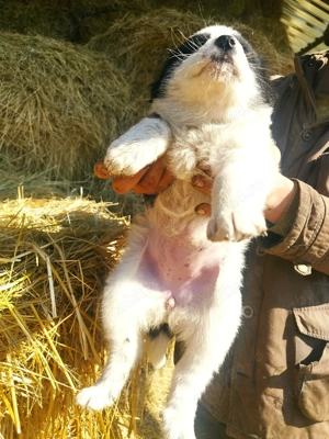 căței Ciobanesc mioritic  - imagine 1