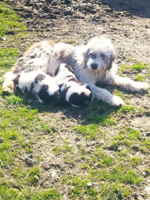 căței Ciobanesc mioritic  - imagine 3