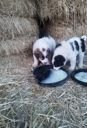 căței Ciobanesc mioritic  - imagine 4