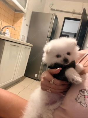 caine pomeranian  - imagine 4