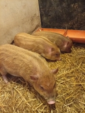 porci vietnamez  - imagine 4