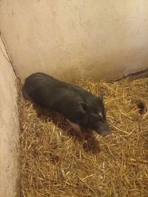 porci vietnamez  - imagine 5