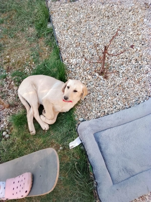 Vand labrador auriu, 4 luni, 650 Ron negociabil  - imagine 4