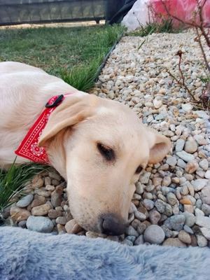 Vand labrador auriu, 4 luni, 650 Ron negociabil  - imagine 3