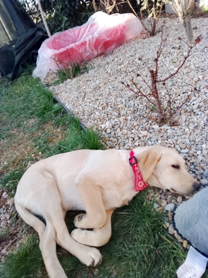 Vand labrador auriu, 4 luni, 650 Ron negociabil  - imagine 2