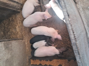 Vand purcei in beltiug 