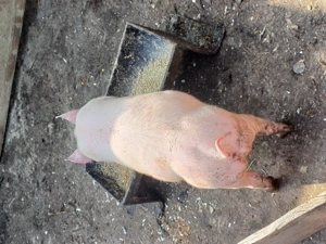 Scrofita jud buzau  - imagine 2