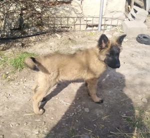 Puiuti Malinois cautam familie iubitoare