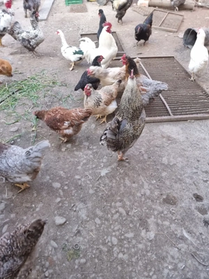 disponibili - imagine 3