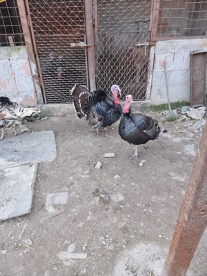 disponibili - imagine 4