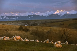 se cauta cioban pentru oi cu experienta