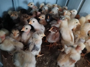 Pui de casă de două săptămâni  - imagine 2