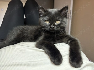 Motănel British Shorthair  iubitor își caută familie  - imagine 3