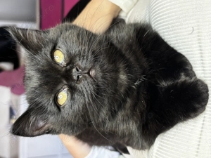 Motănel British Shorthair  iubitor își caută familie 