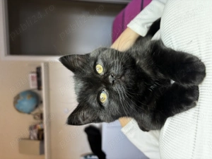 Motănel British Shorthair  iubitor își caută familie  - imagine 2