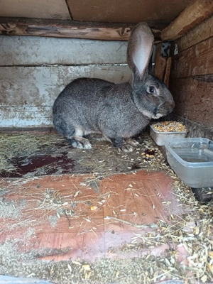 Vand mascul Urias German  - imagine 2