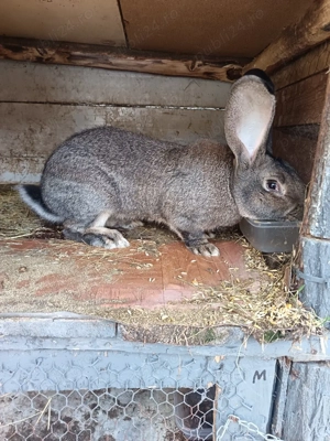 Vand mascul Urias German 