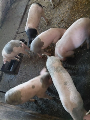 porci de vanzare - imagine 4