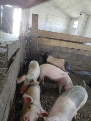 porci de vanzare - imagine 3