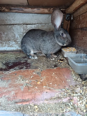 Vand mascul Urias German  - imagine 3