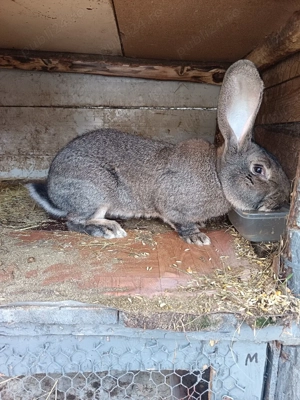 Vand mascul Urias German  - imagine 4