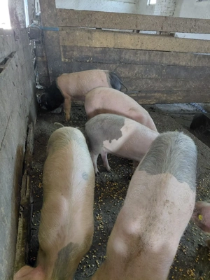 porci de vanzare - imagine 2