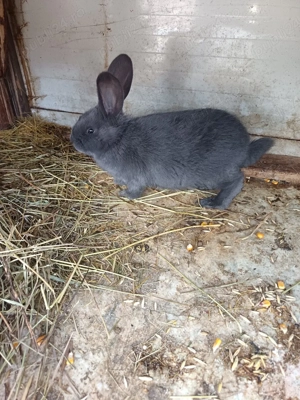 Vand femela fluture janet albastru  - imagine 2