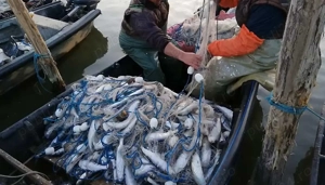 Scrumbie proaspătă de Dunăre 