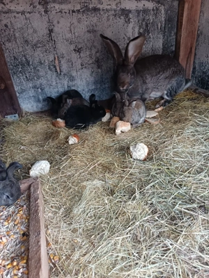 Vand pui de Urias German  - imagine 3