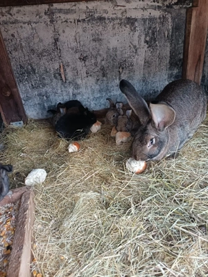 Vand pui de Urias German  - imagine 2