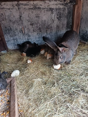 Vand pui de Urias German  - imagine 4