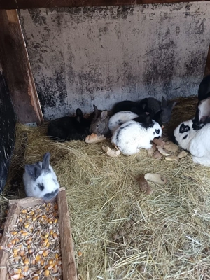 Vand pui de Fluture pestrit german  - imagine 3