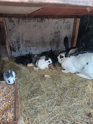 Vand pui de Fluture pestrit german  - imagine 2