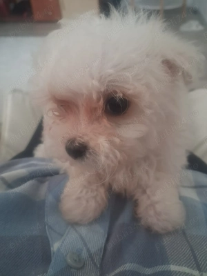 Bichon minitoy  rasă pură 