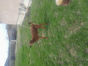 Vând iada anglodanubian - imagine 2