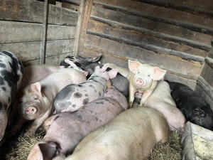 De vânzare porci  - imagine 4