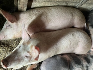 De vânzare porci  - imagine 5