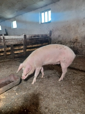 porci de vanzare - imagine 2