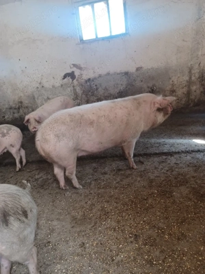 porci de vanzare - imagine 4