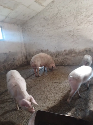 porci de vanzare - imagine 5