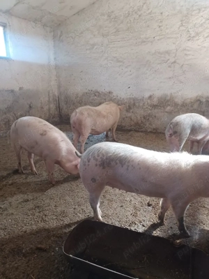 porci de vanzare - imagine 3