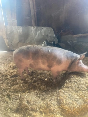 vand porci de carne - imagine 3