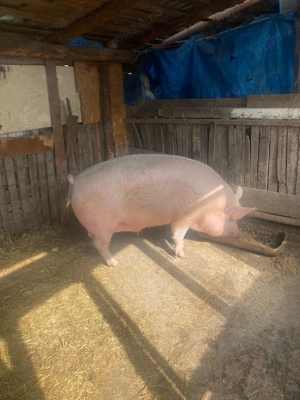 vand porci de carne - imagine 5