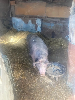 vand porci de carne - imagine 2