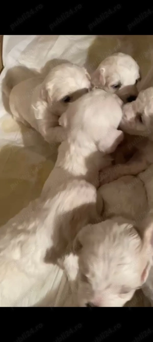  Bichoni de vanzare jucausi